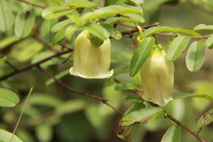 Blinkworthia lycioides