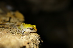 Arthroleptis stenodactylus