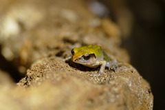 Arthroleptis stenodactylus