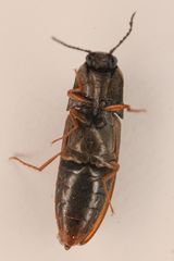 Sericus incongruus