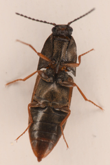 Sericus incongruus
