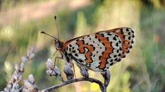 Melitaea didymoides