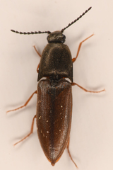 Sericus incongruus