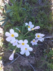 Oxalis tenella