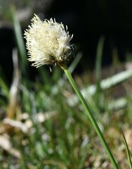 Calliscirpus criniger