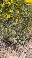Bilacunaria boissieri