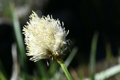 Calliscirpus criniger