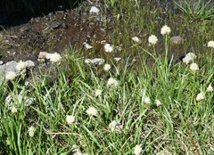 Calliscirpus criniger