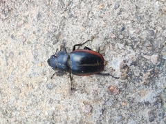 Odontolabis cuvera sinensis