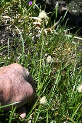 Calliscirpus criniger