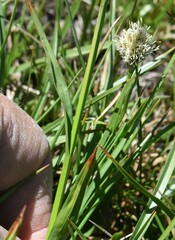 Calliscirpus criniger