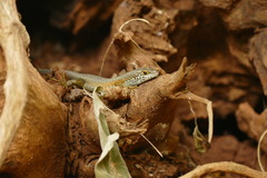 Trachylepis maculilabris
