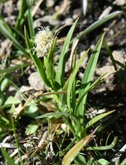 Calliscirpus criniger