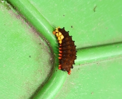 Trypanophora semihyalina