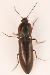 Acteniceromorphus volitans