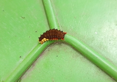 Trypanophora semihyalina