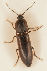 Acteniceromorphus volitans