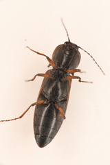 Acteniceromorphus volitans
