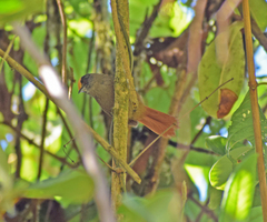 Cranioleuca albiceps discolor