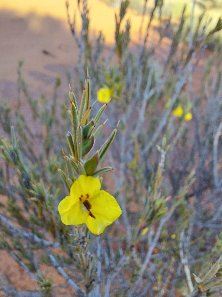 Labichea eremaea