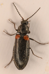 Eanus estriatus
