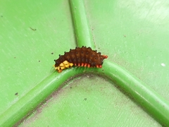 Trypanophora semihyalina