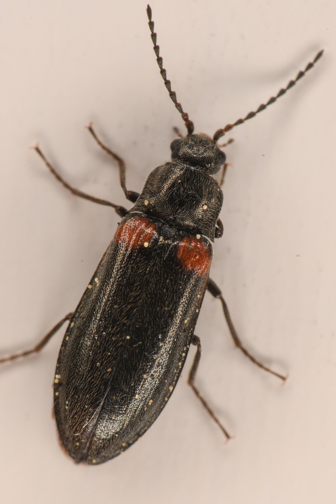 Estriate Click Beetle