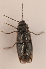 Eanus estriatus