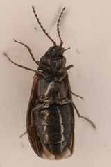 Eanus estriatus