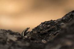 Cryptoblepharus africanus