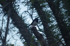 Copsychus albospecularis