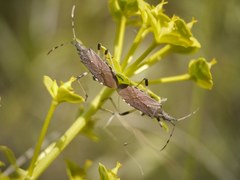 Dicranocephalus albipes