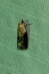 Acrobasis palliolella