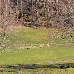 Odocoileus virginianus