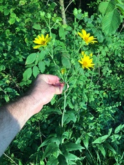Silphium asteriscus latifolium