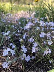 Phacelia pringlei