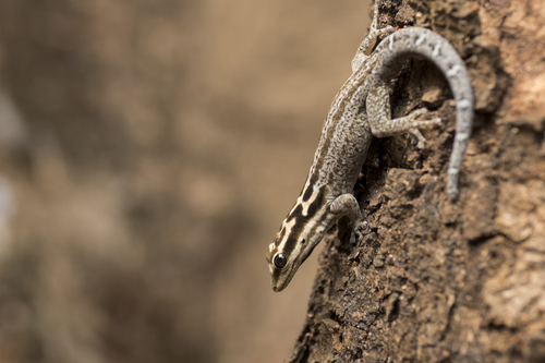 White-headed dwarf gecko, Lygodactylus mombasicus