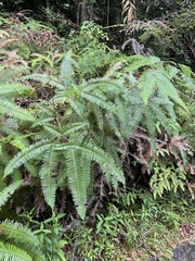 Dicranopteris curranii