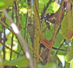 Cranioleuca albiceps discolor