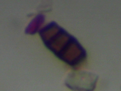 Pestalotiopsis funerea