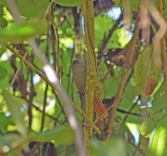 Cranioleuca albiceps discolor