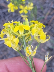 Physaria arenosa