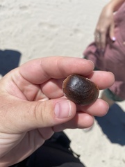 Macropsychanthus comosus