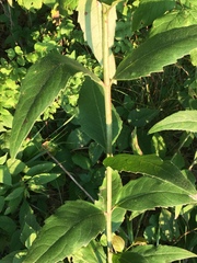 Silphium asteriscus latifolium