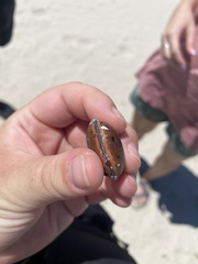 Macropsychanthus comosus