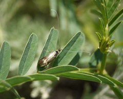 Nemophora