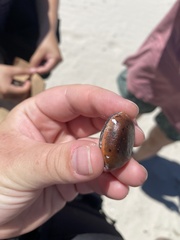 Macropsychanthus comosus