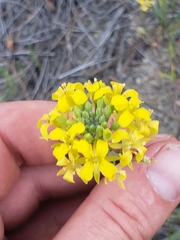 Physaria arenosa