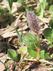 Salix stolonifera