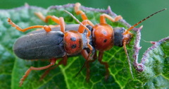 Cantharis annularis